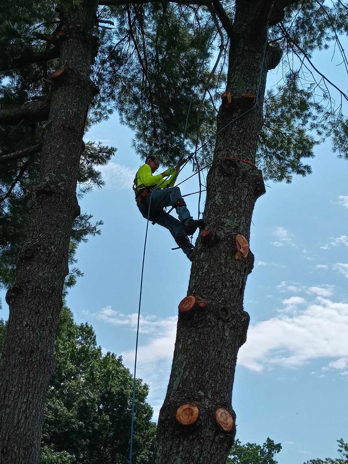 Logo for Johnson's Tree Service 