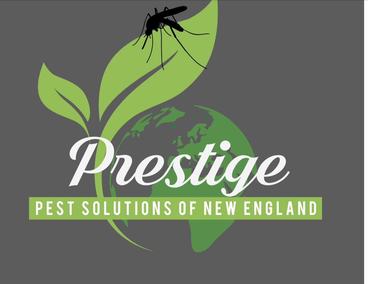 Avatar for PRESTIGE PEST SOLUTIONS OF NEW ENGLAND