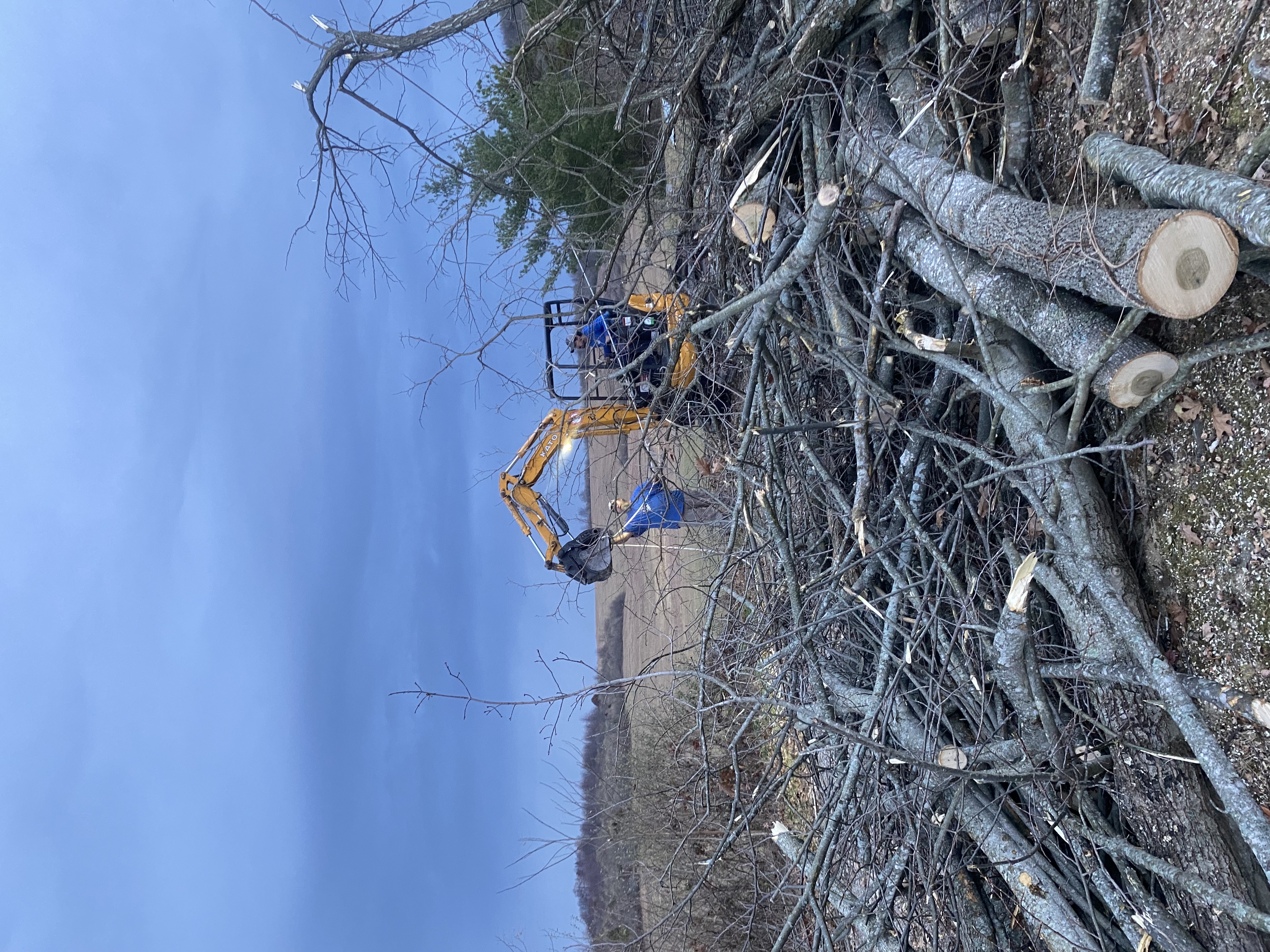 Avatar for Ross tree