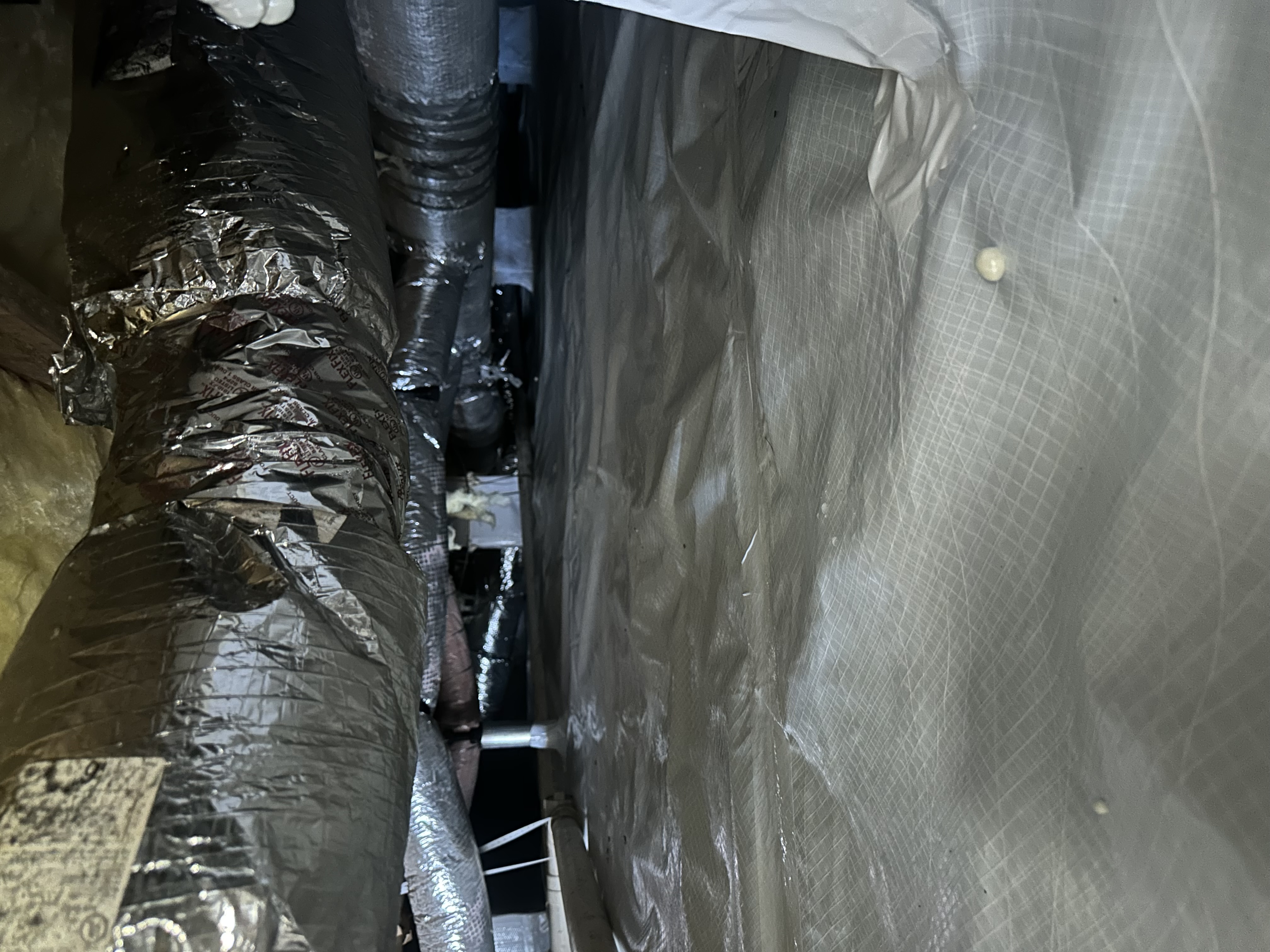 Avatar for Seal & Supports