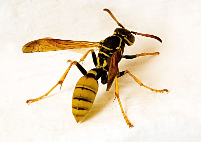 Avatar for Brax Pest Control