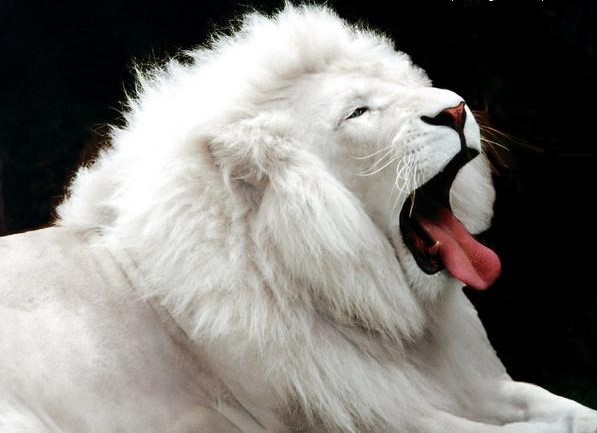 Avatar for Baileys White Lion Enterprise
