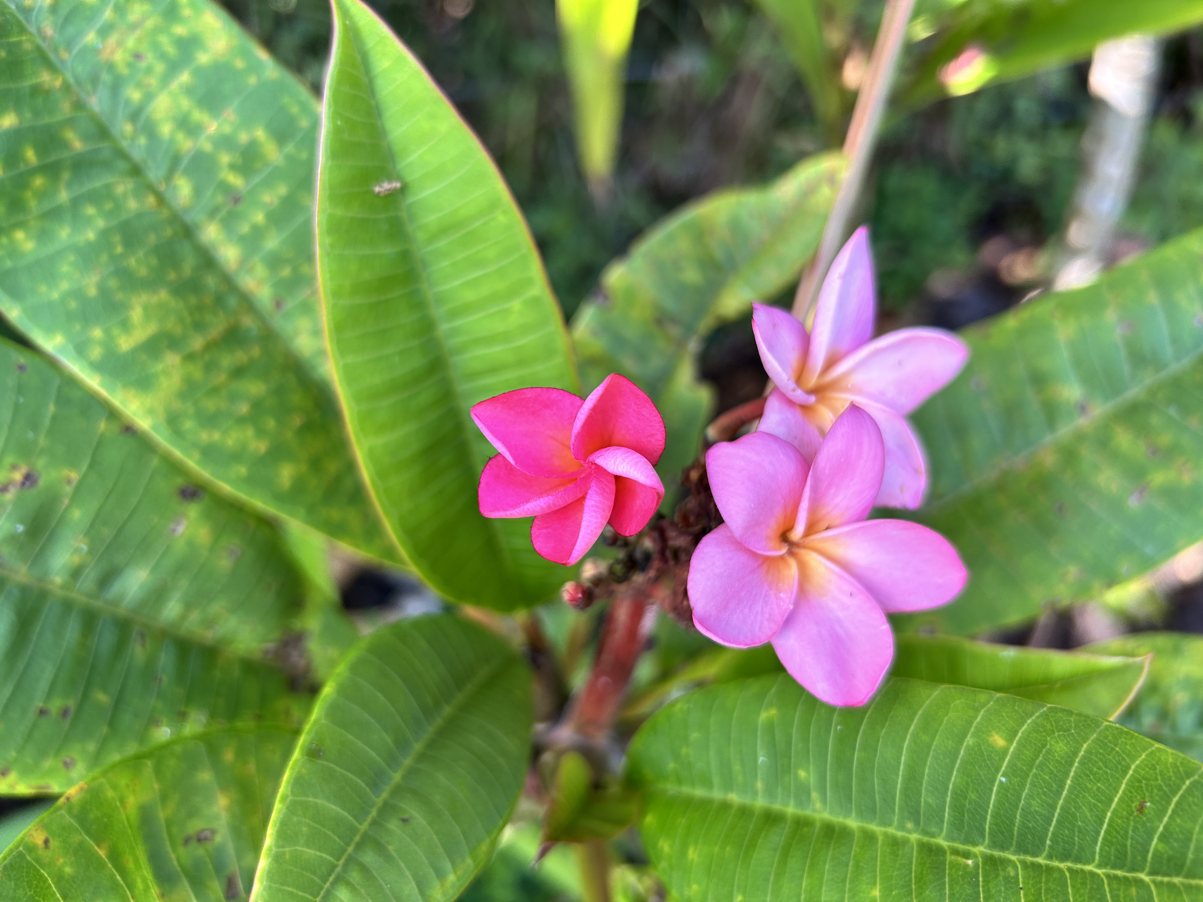 Avatar for Ambers cleaning