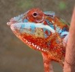 Logo for Chameleon Painters