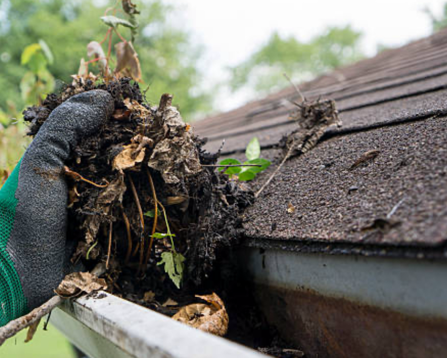 Avatar for The Clean Sweep