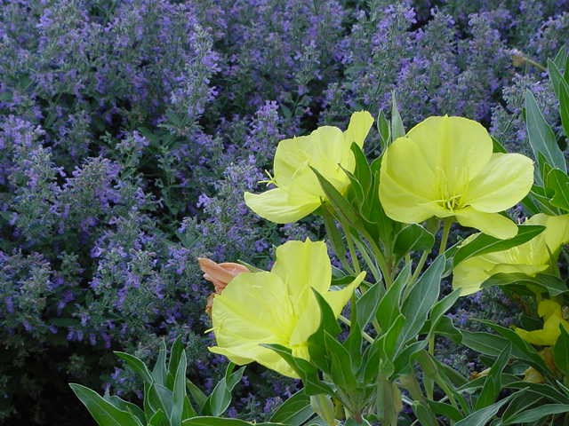 Catmint and evening primrose