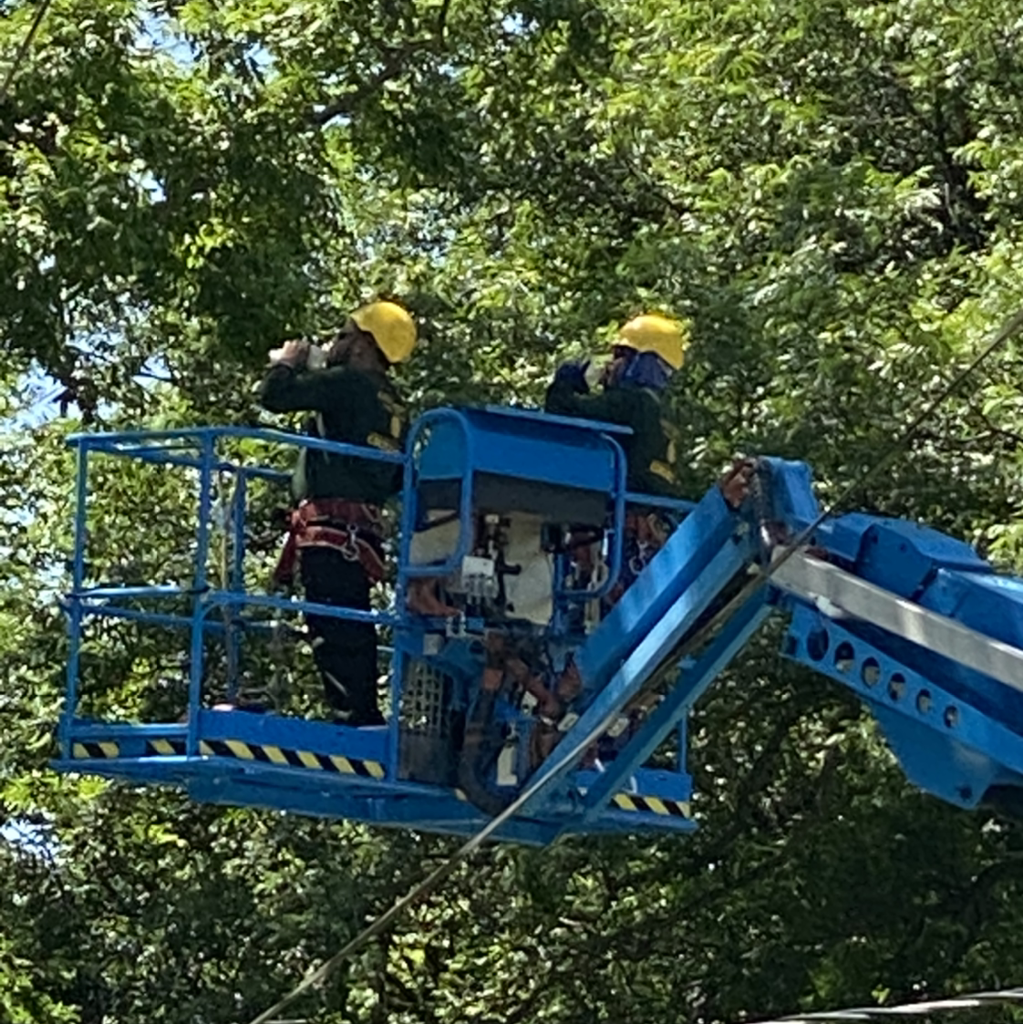 Green Pine Tree Service Reviews Dallas, TX Angi