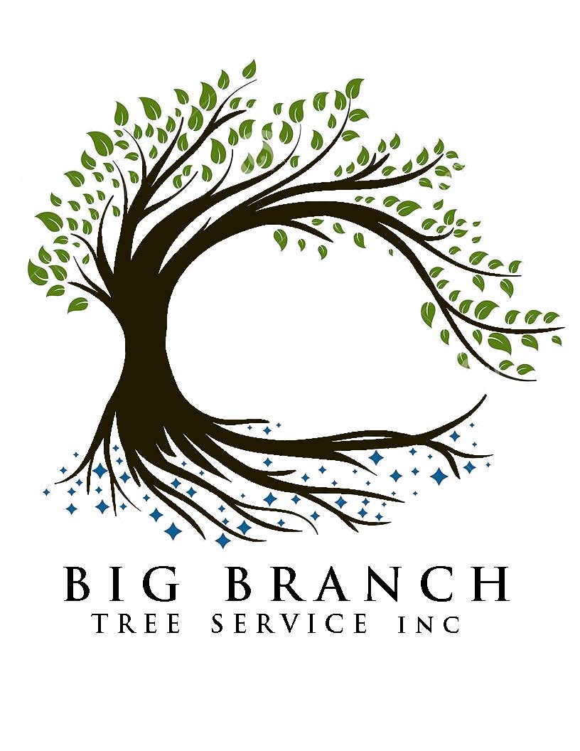 Top 10 Best Tree Removal Services in San Diego CA Angi