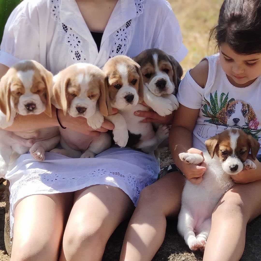Beagle #Puppies For Sale logo