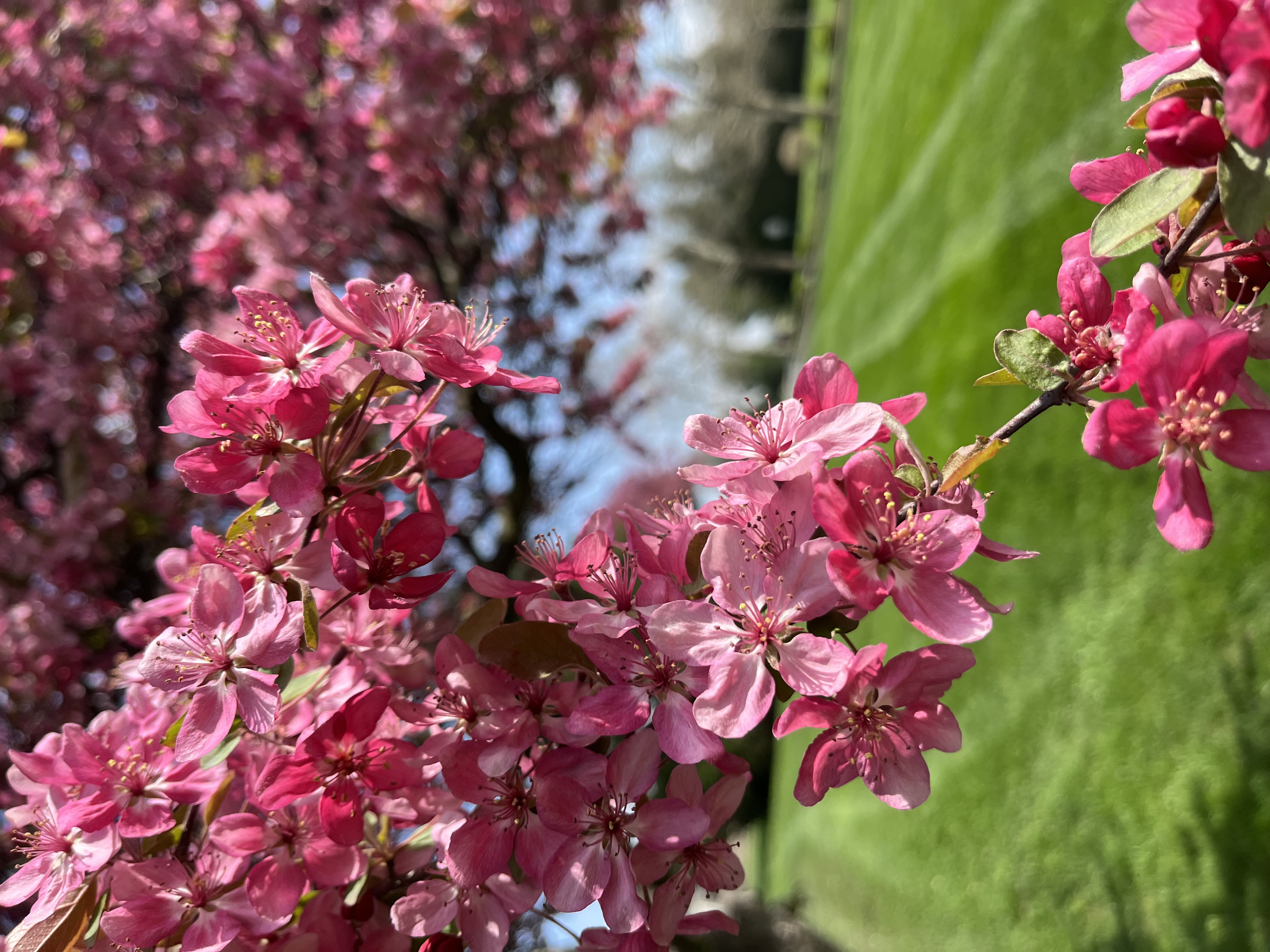 Avatar for President lawn care 