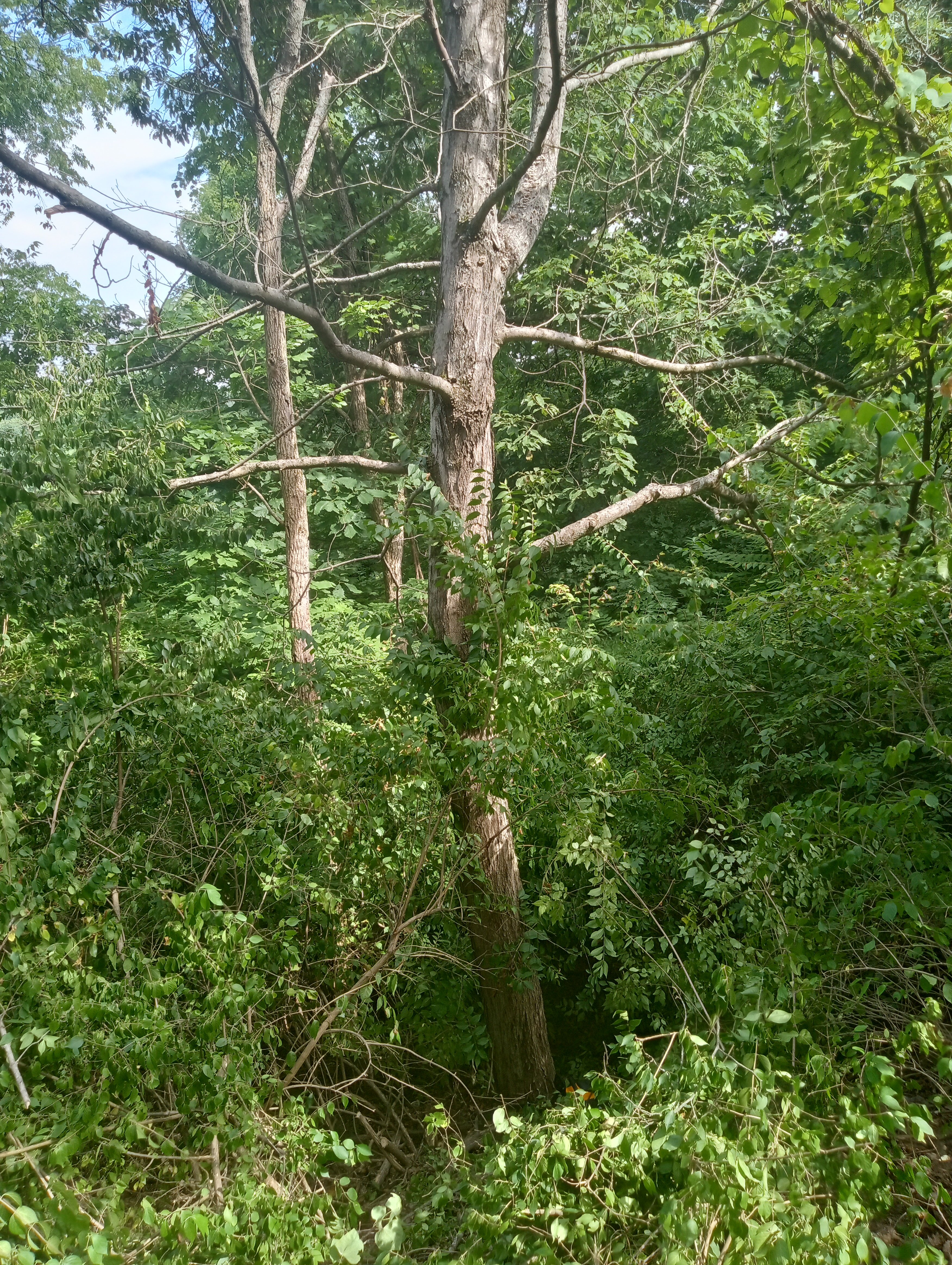 Avatar for Gilmer's tree Removal and landscaping