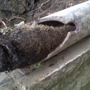 Clogged Sewer
