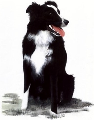 Black Dog Moving , Inc logo