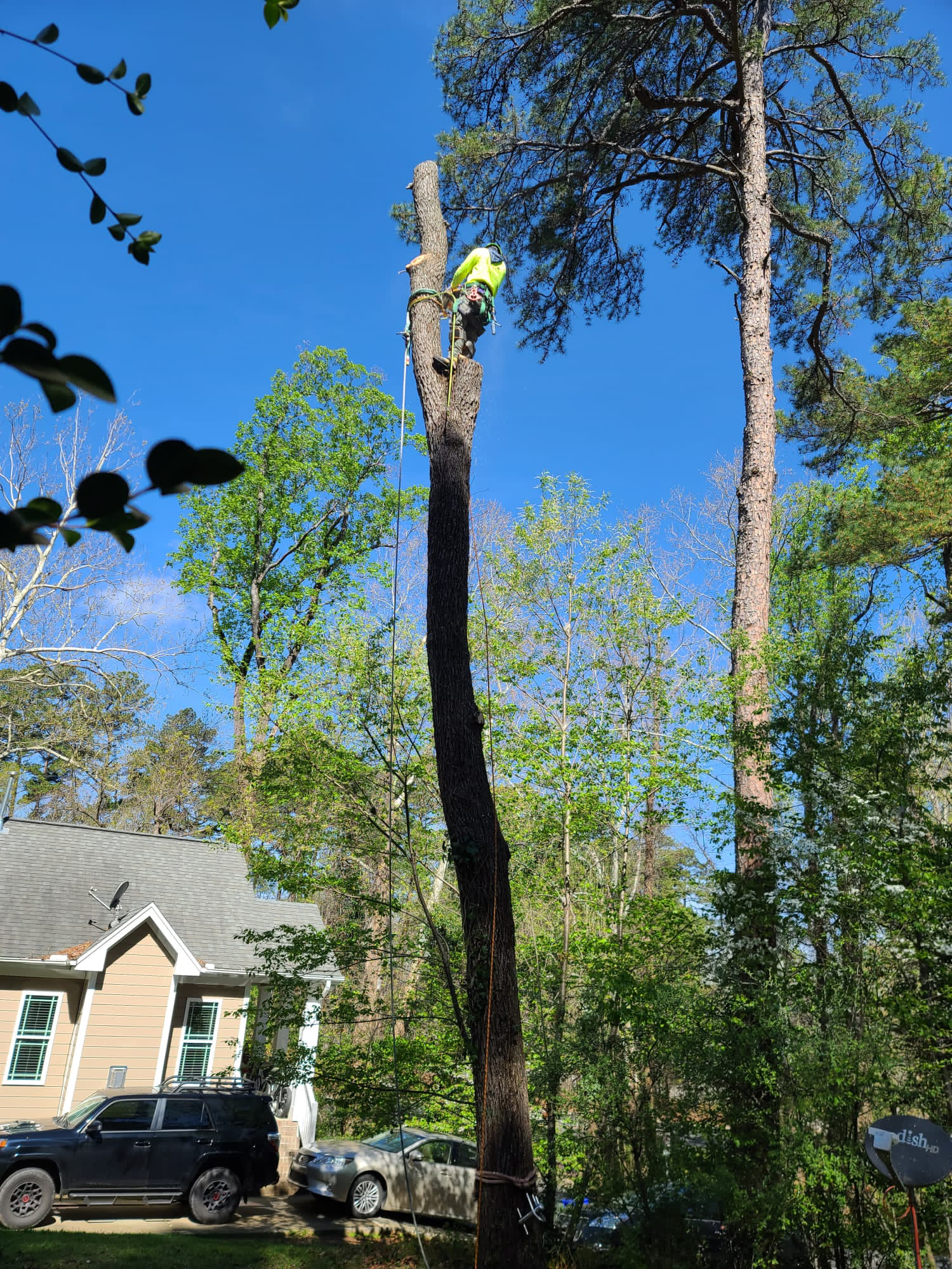 Logo for Santos Brothers Tree Service LLC