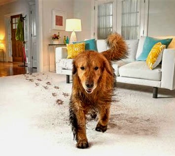 Avatar for Jared's Floor Care