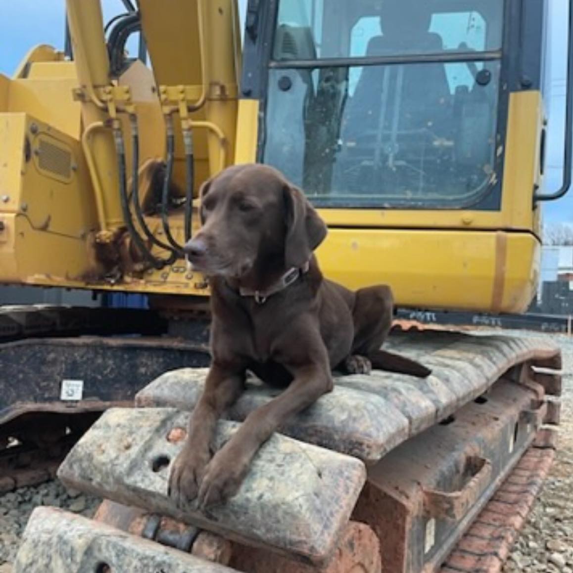 Avatar for Southern Pine