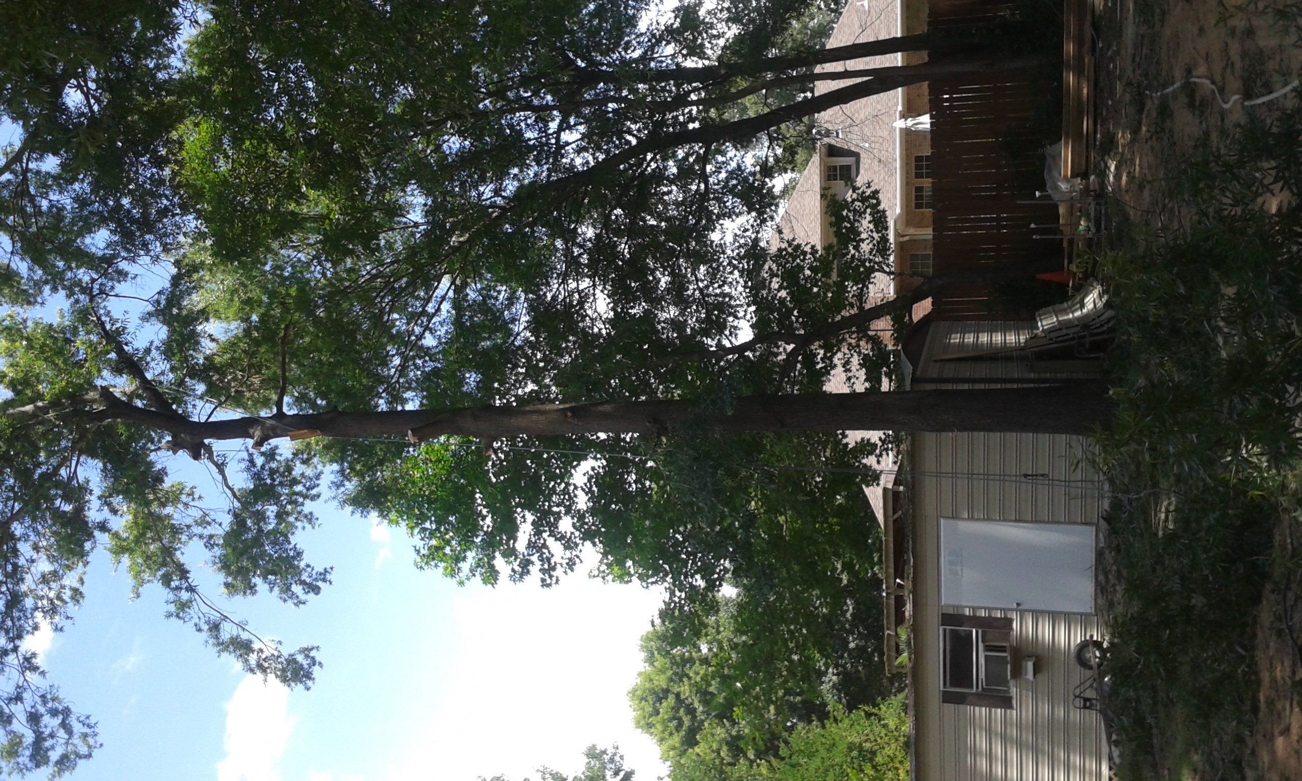 JJ's tree service and lawn care logo