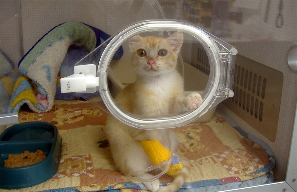 Kitten in oxygen unit