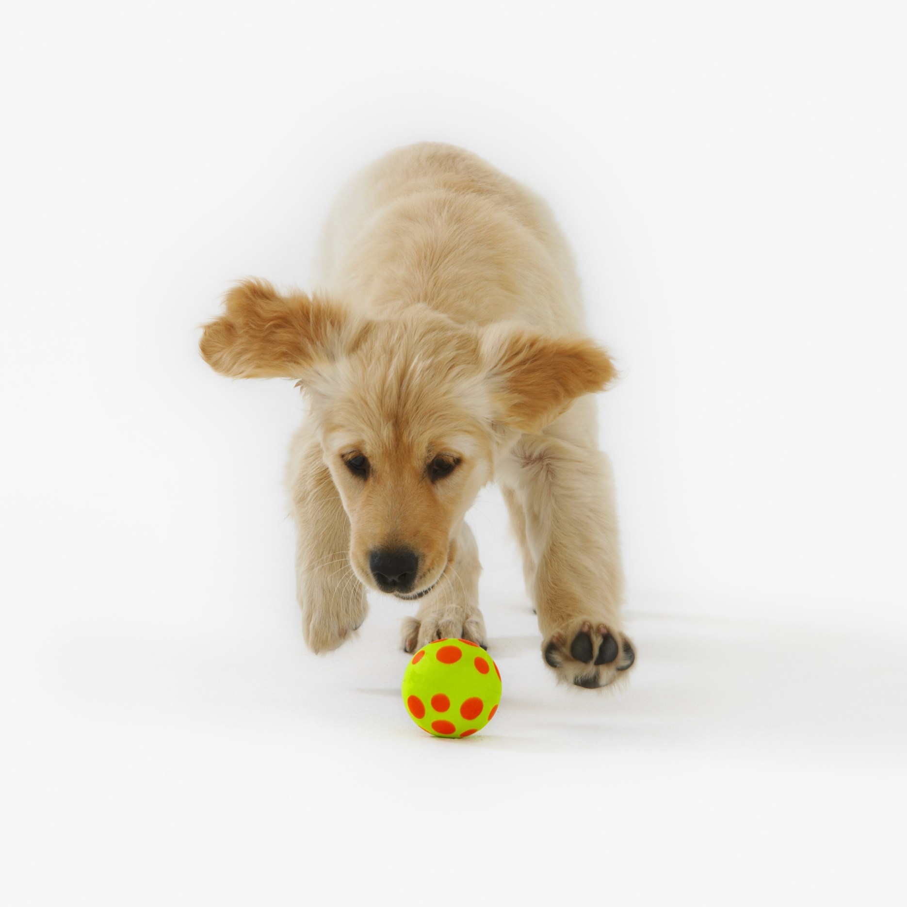 Logo for Daily Leash