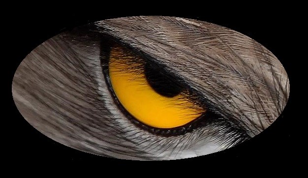 Eagle Eye Video Surveillance logo