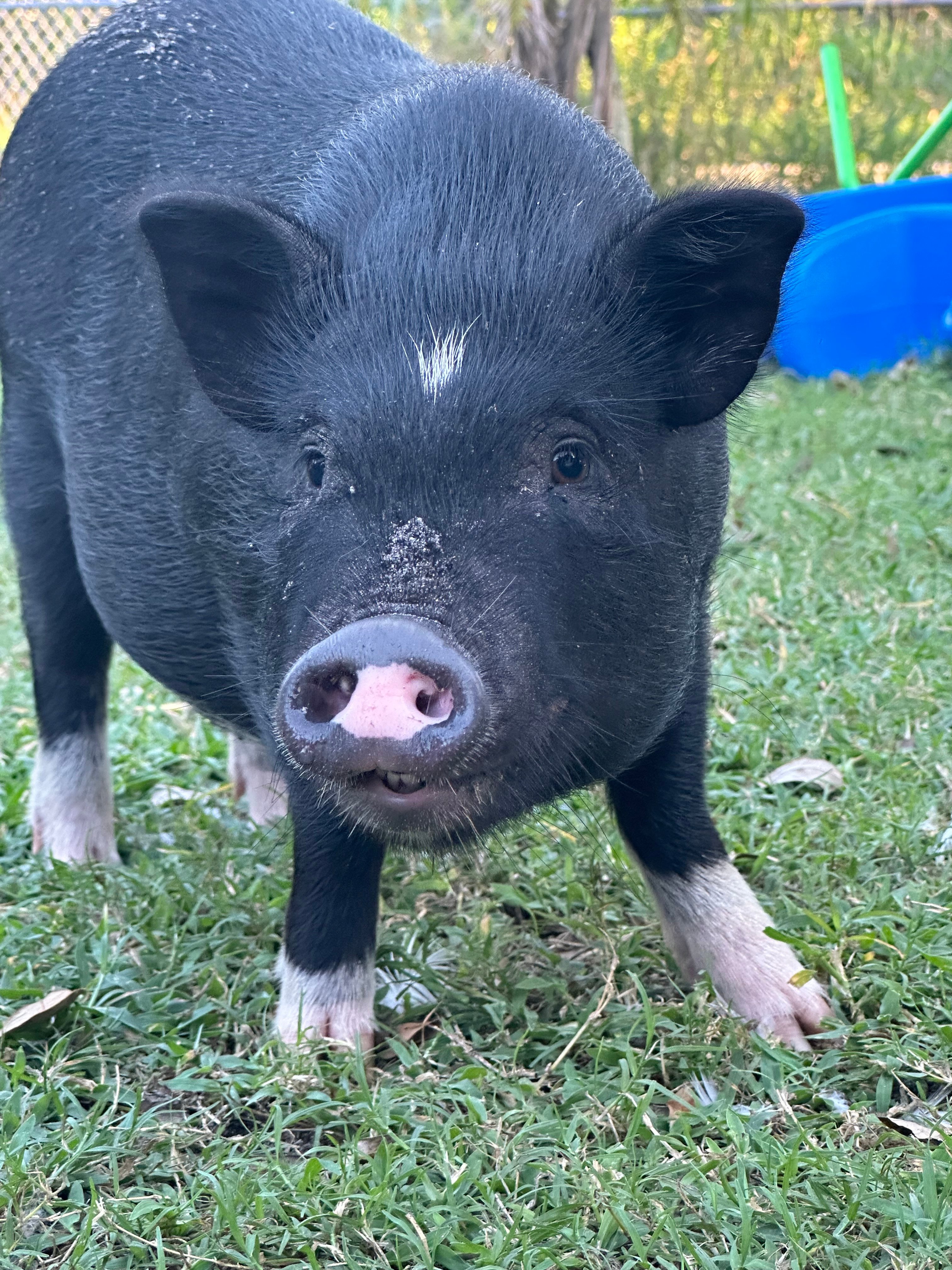 Avatar for Wrangling Rambo 