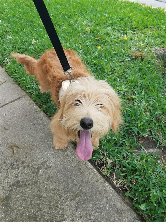 Dallas Dog Walkers