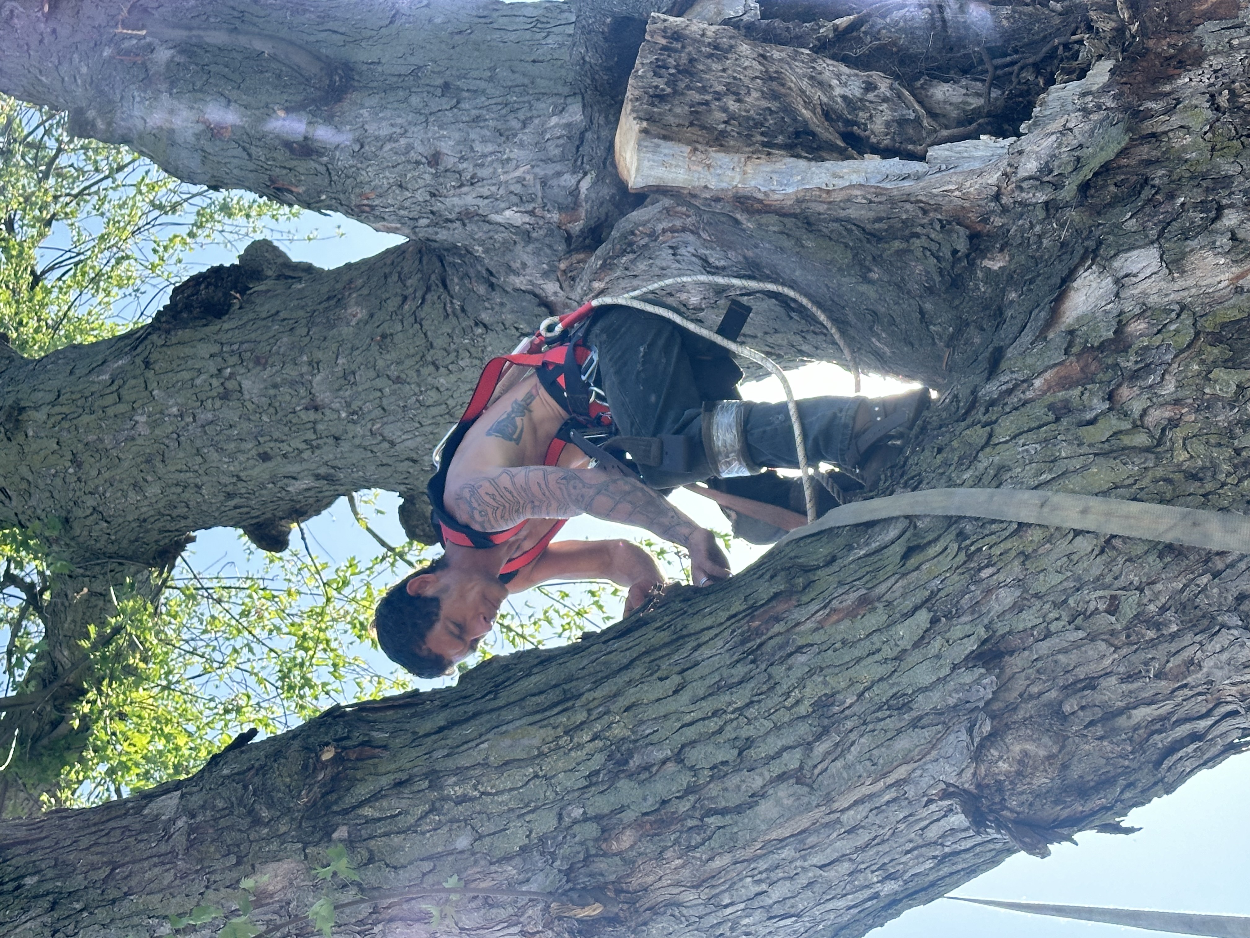 Avatar for Schwankes tree service