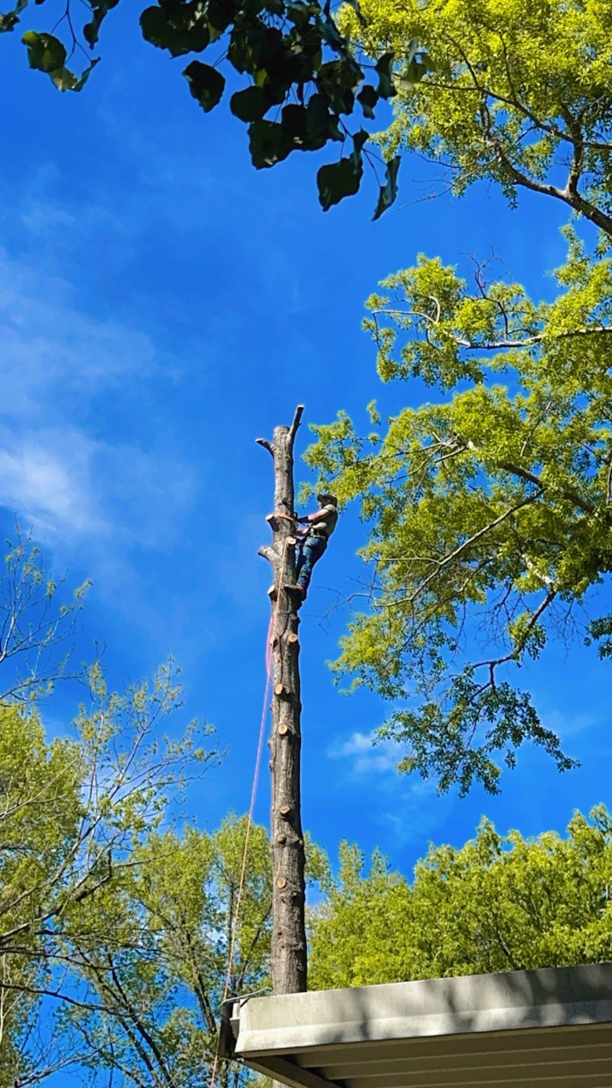 Avatar for Lambert’s Tree Service LLC