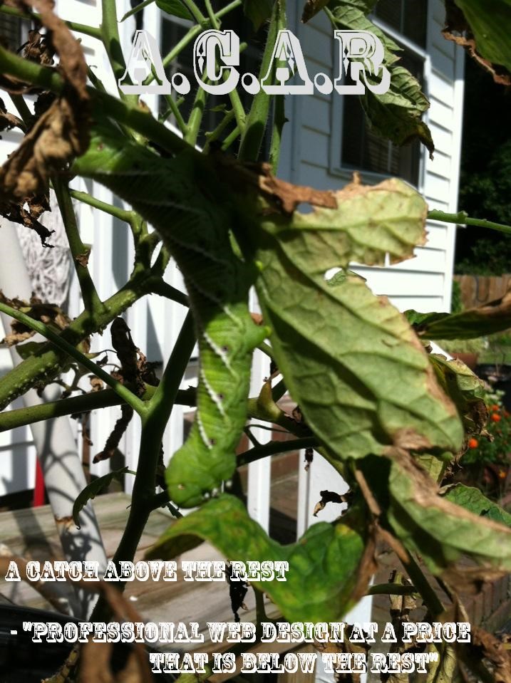 Avatar for A Catch Above the Rest