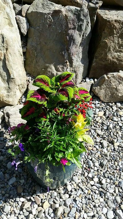 Plants