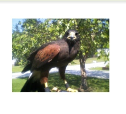 Avatar for Hawk Guy Painting