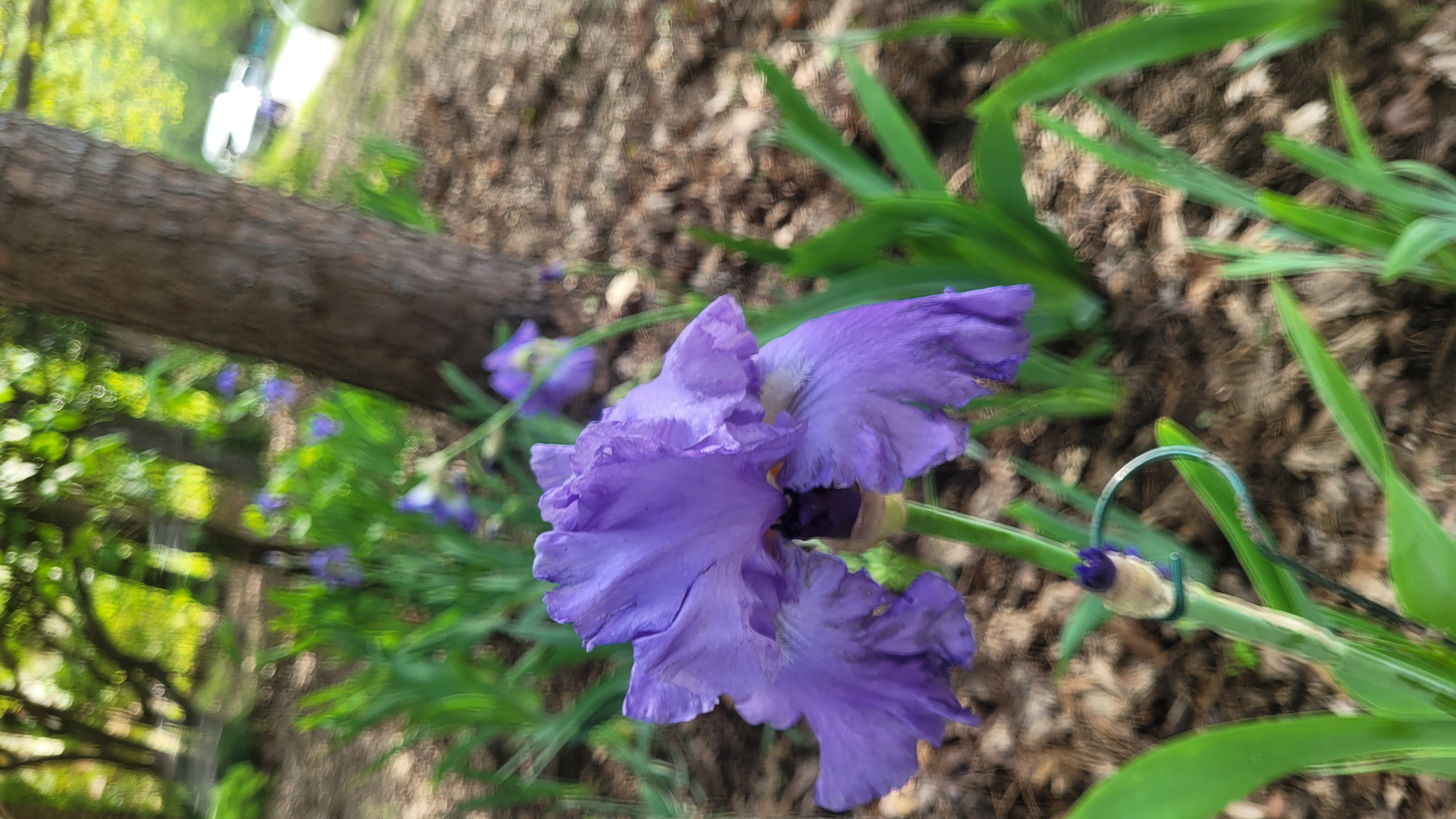 Avatar for Saritas Gardens