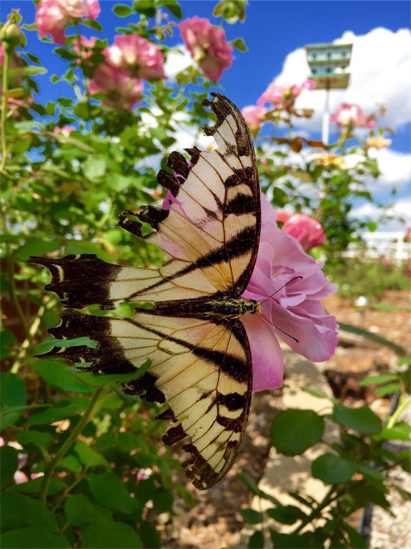 Garden Shot - Hominy