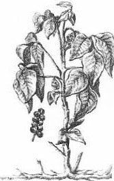 Avatar for The Poison Ivy Specialist