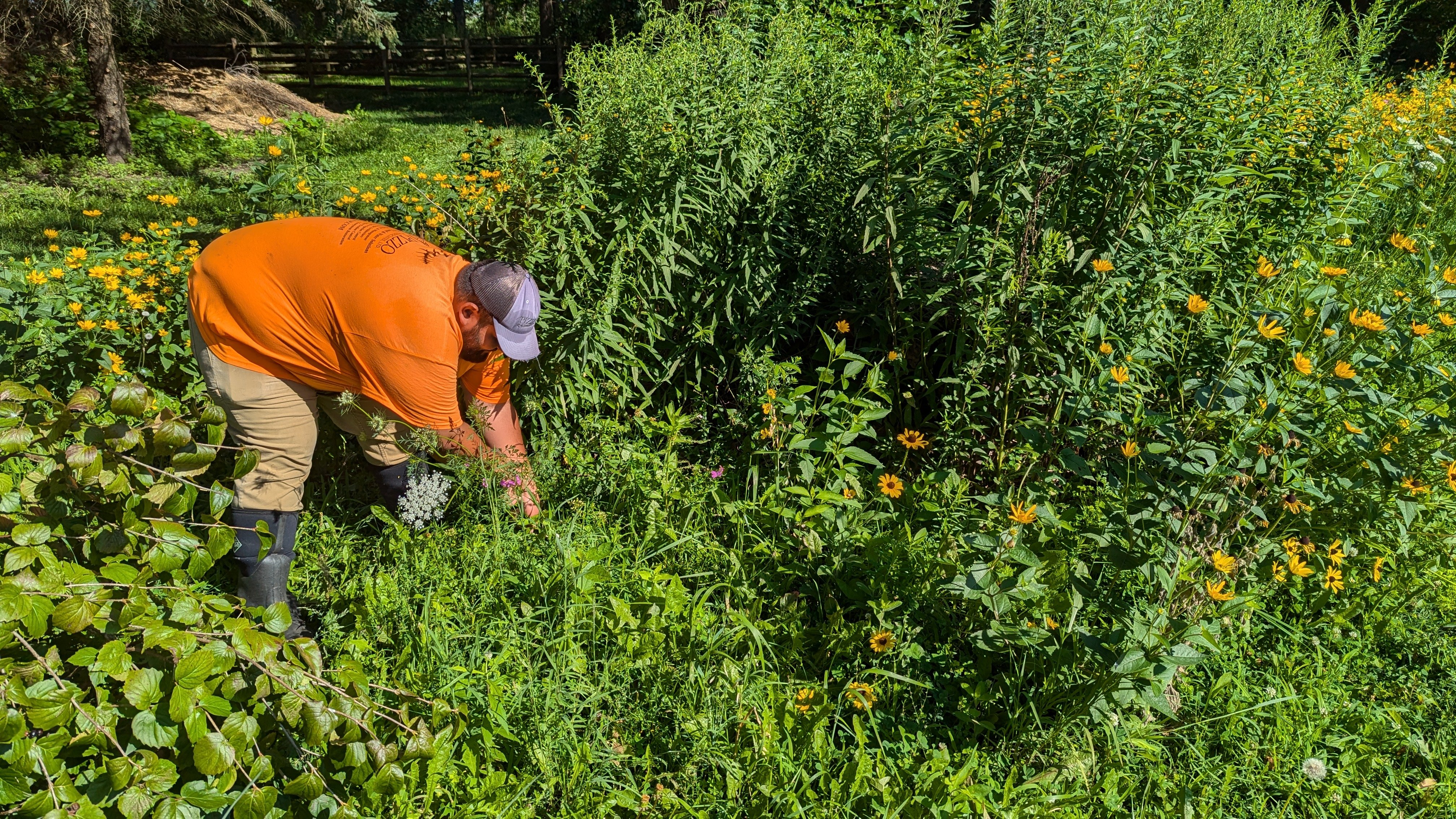 Avatar for Pizzo Habitat Restoration