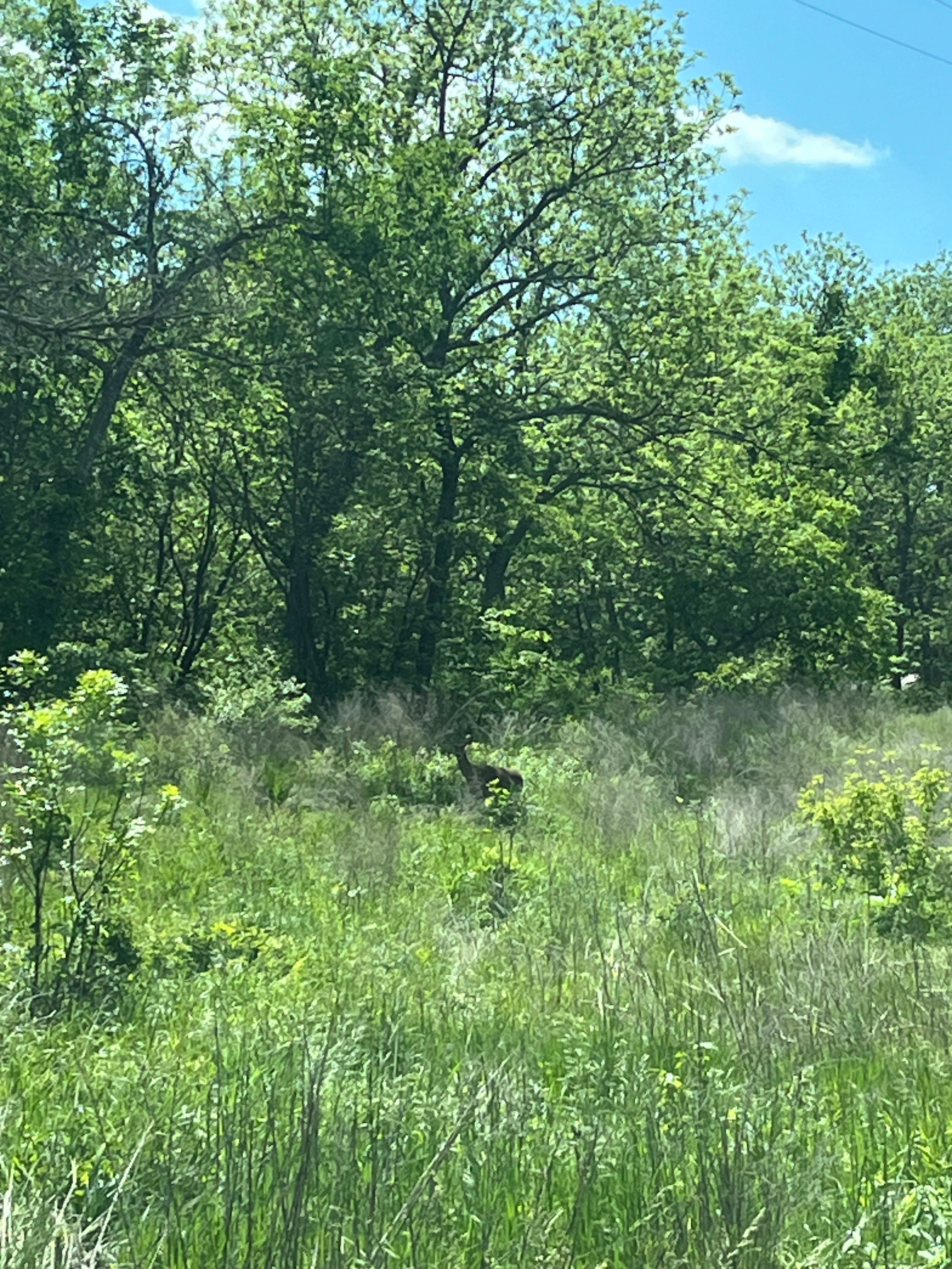 Avatar for Freedom Fields Landscaping