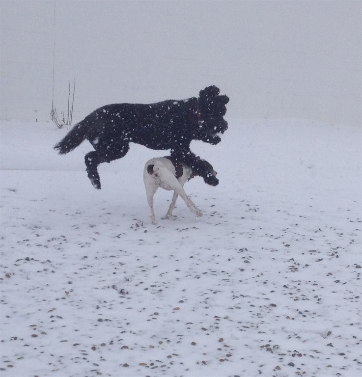 Leap Dog