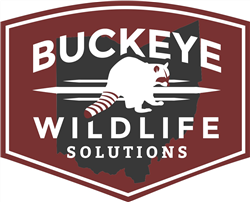 Avatar for BUCKEYE WILDLIFE SOLUTIONS N.W.