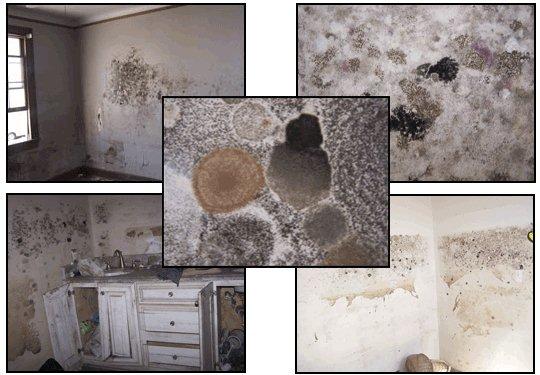 MOLD