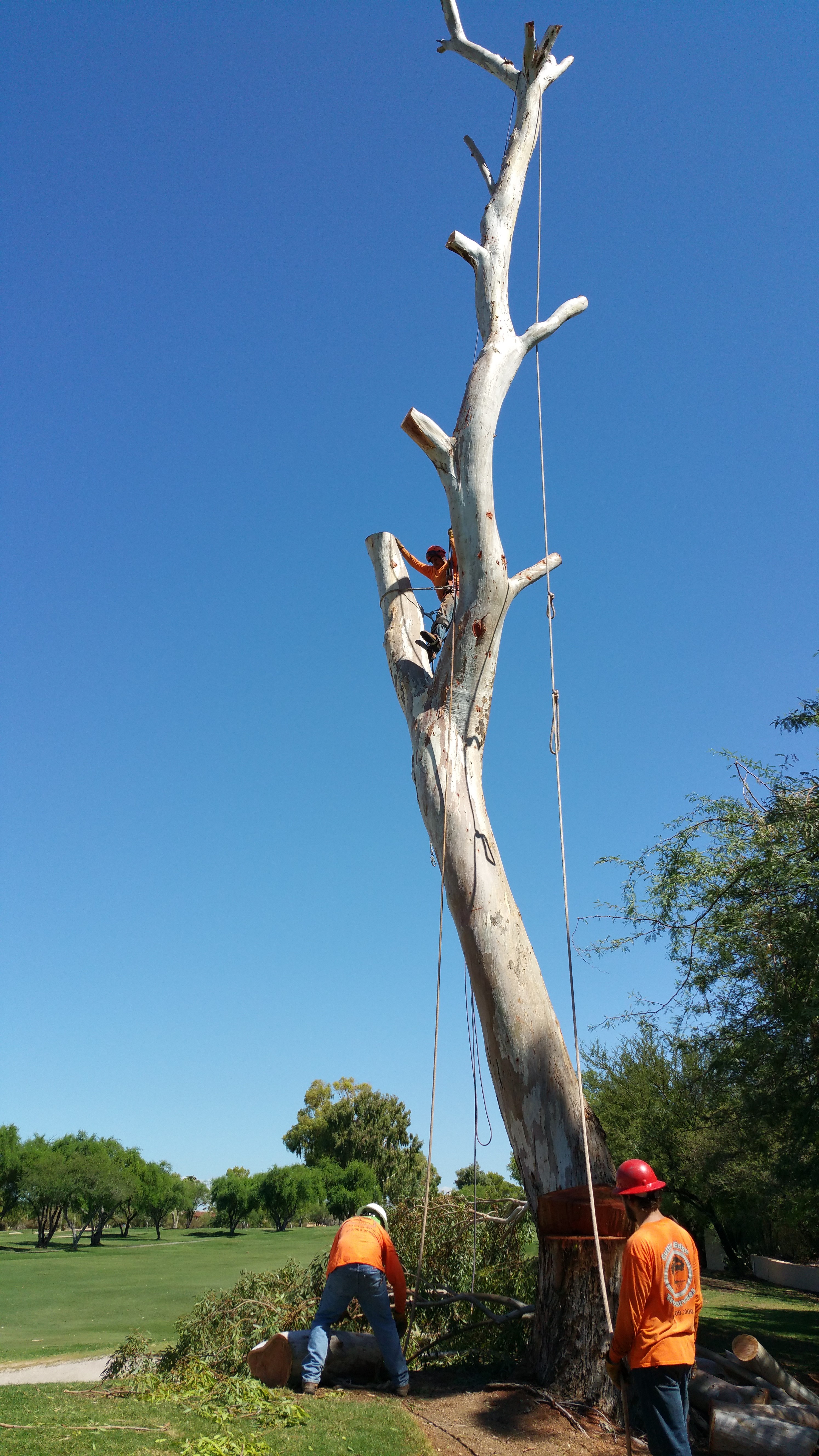 Cutting Edge Tree Services Reviews Scottsdale, AZ Angi