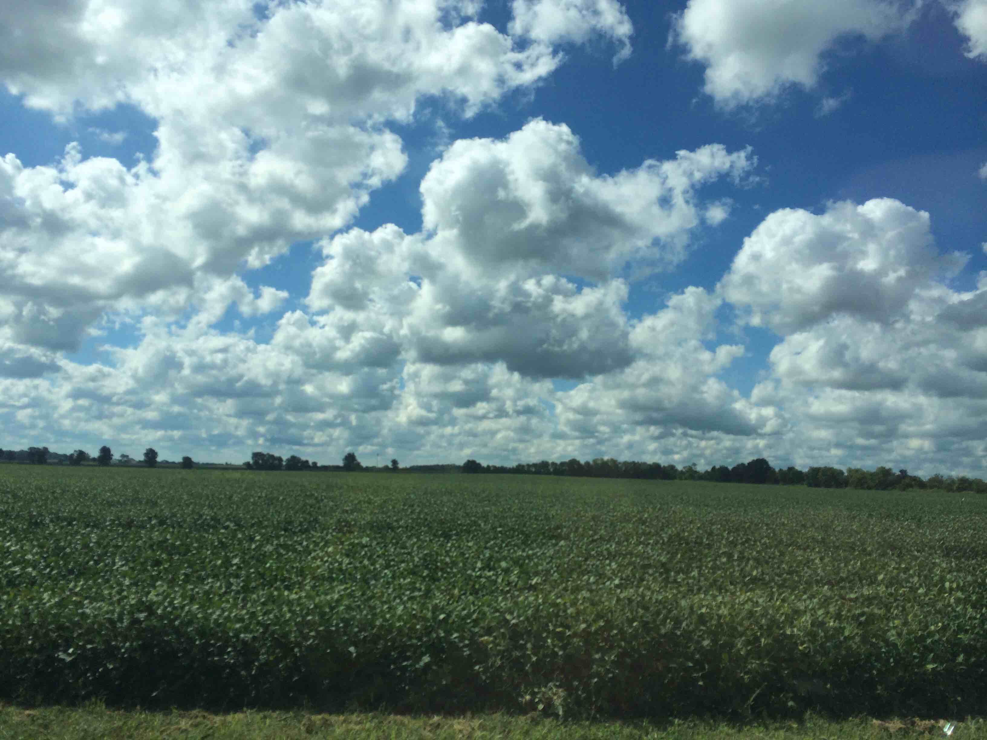 Logo for Brown's Tree Service