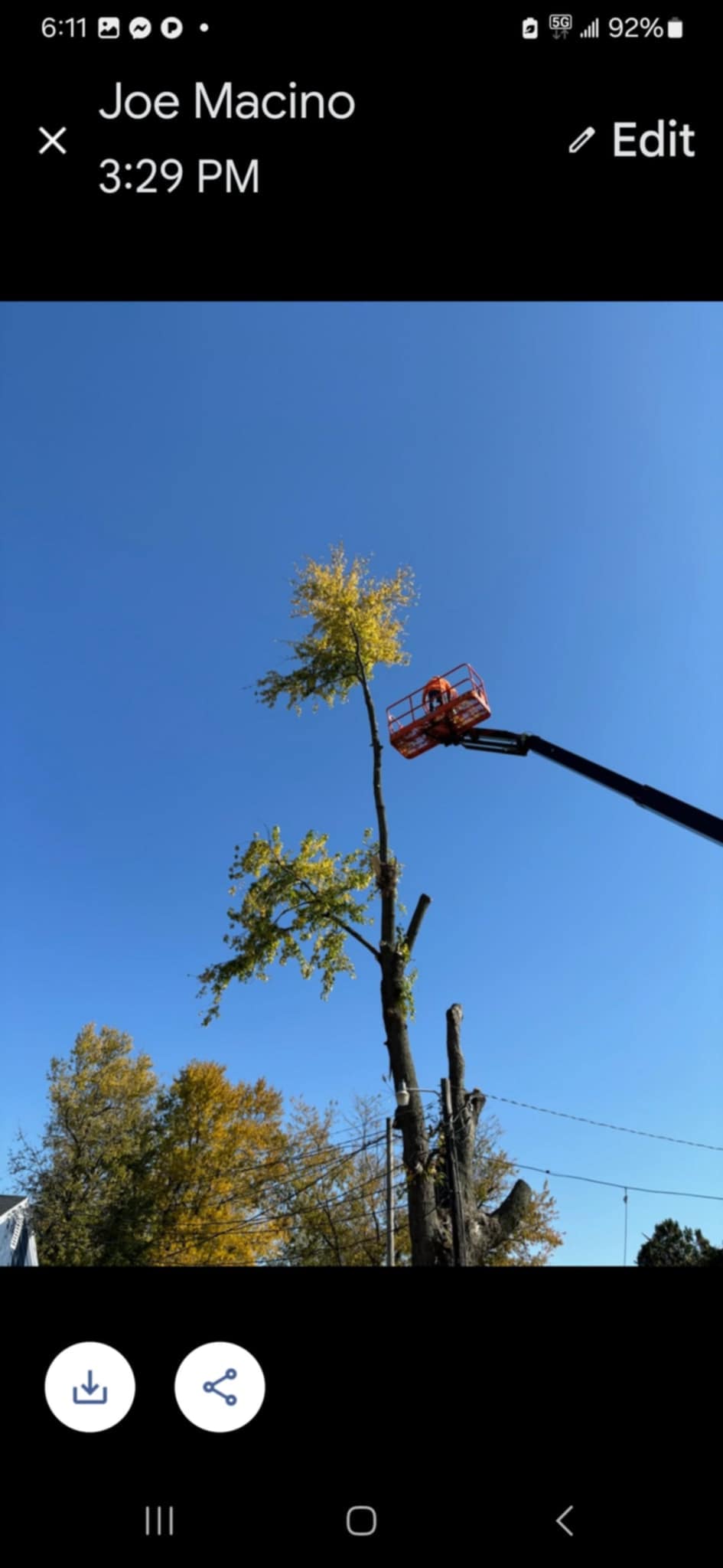 Avatar for Tony's Tree Service