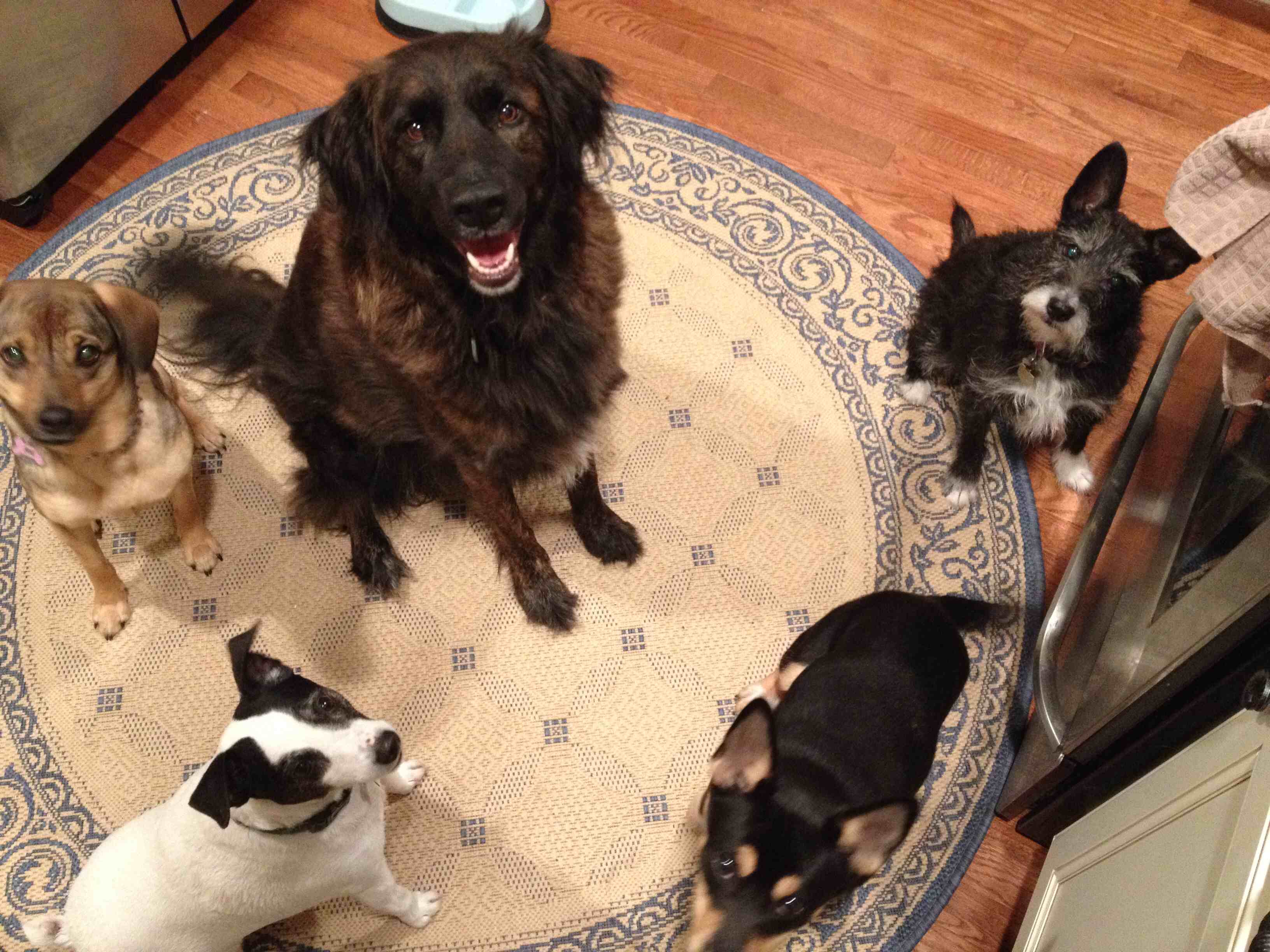 Logo for Long Island Pet Nanny