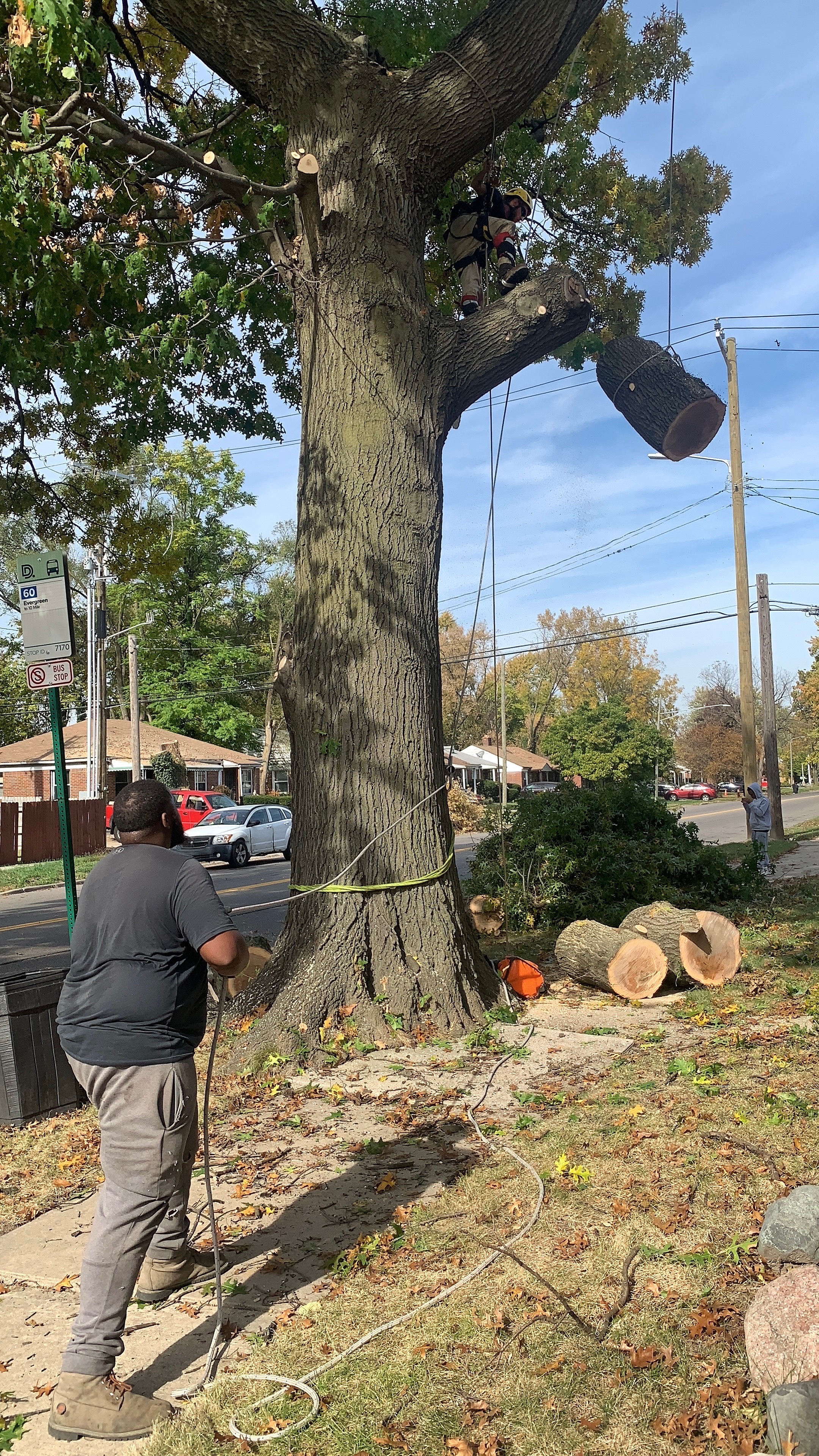 Avatar for Pristine tree and lawn service 