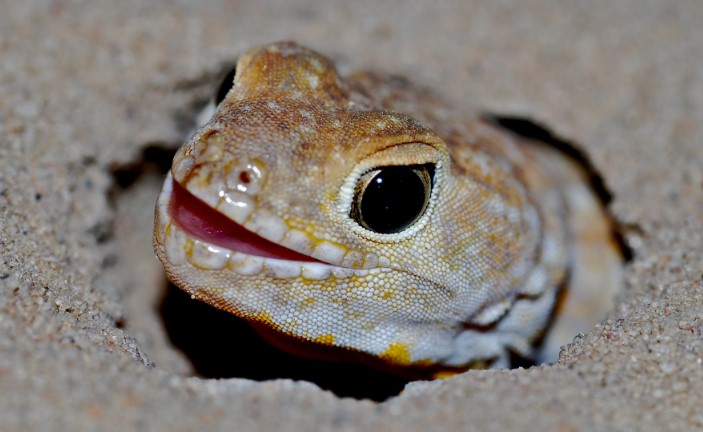 Avatar for Barking Gecko