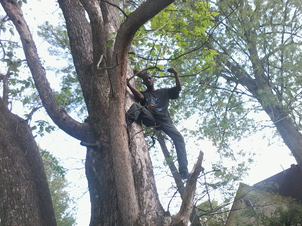 blair n sons trees