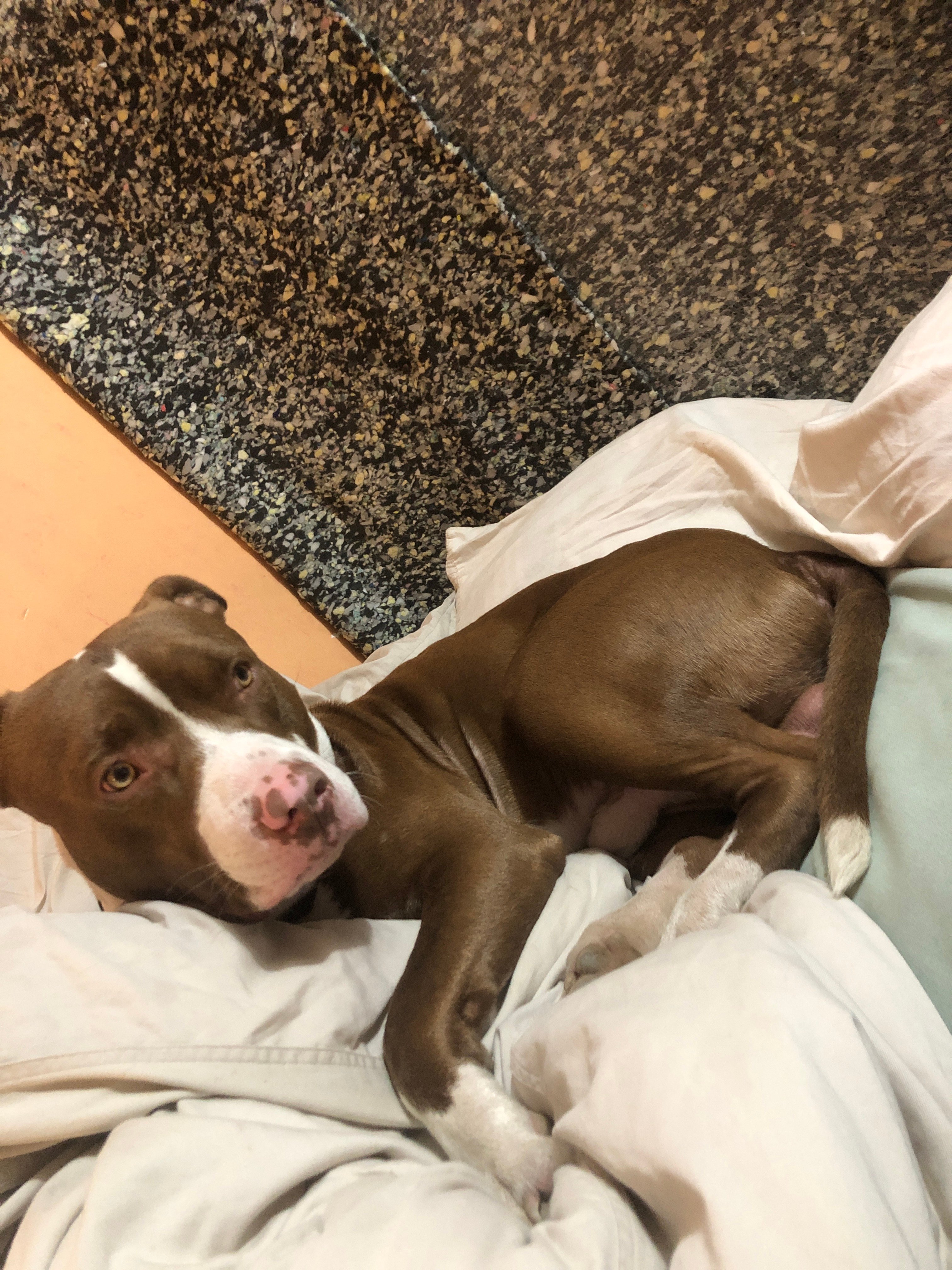 Avatar for 4 DaFence