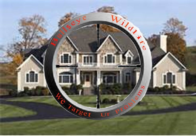 Avatar for Bullseyewildlife and home repair we target ur prob