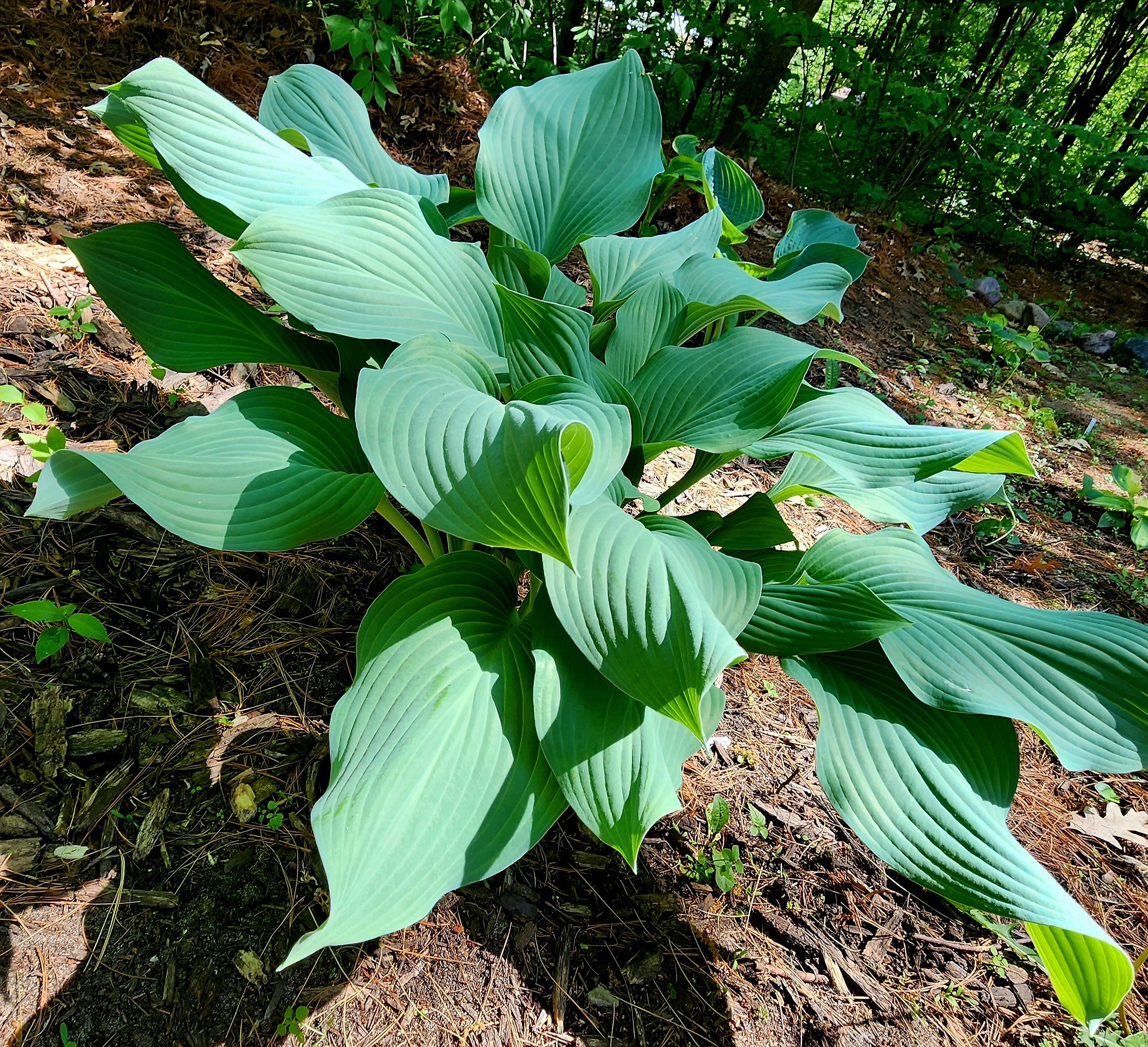 Avatar for Your Average Gardener