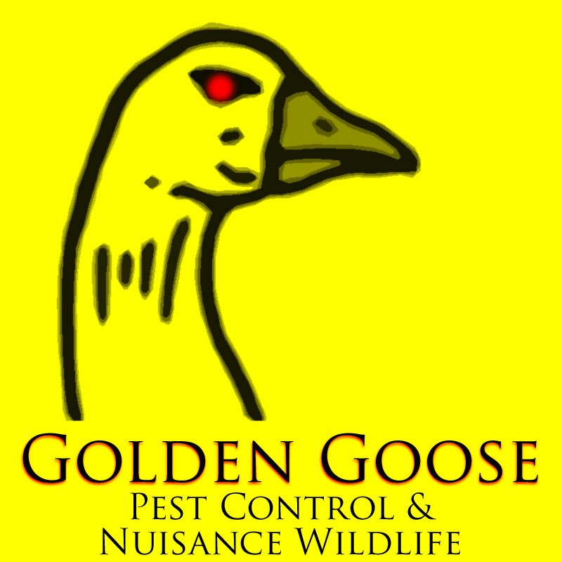 Avatar for Golden  Goose  Pest  Control